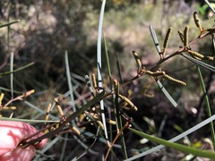 Acacia caroleae