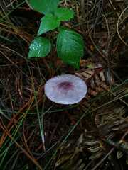 Inocybe geophylla