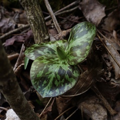 Trillium sessile