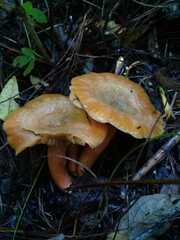 Lactarius