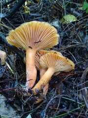 Lactarius