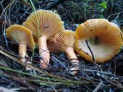 Lactarius