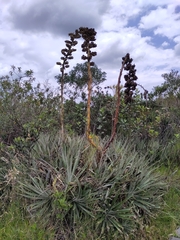 Puya asplundii