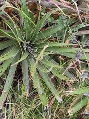 Puya asplundii