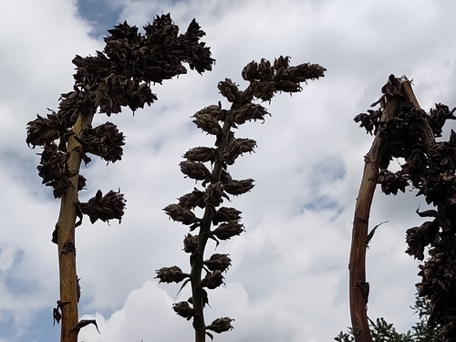 Puya asplundii