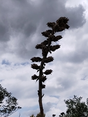 Puya asplundii