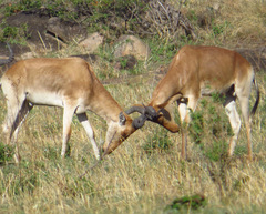 Alcelaphus buselaphus cokii