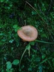 Lactarius
