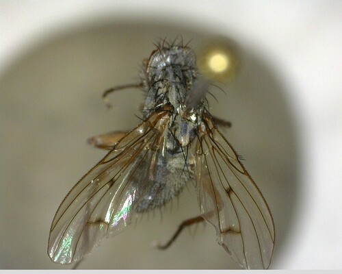 iNaturalist observation photo of Muscoid Flies