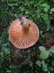 Lactarius