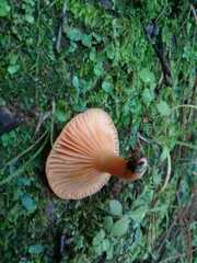 Lactarius