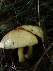 Suillus