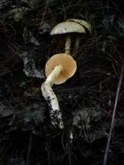Suillus