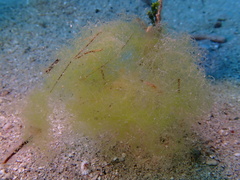 Chaetomorpha linum