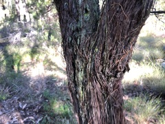 Allocasuarina inophloia