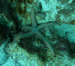 Pharia