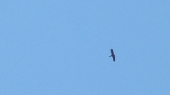 Corvus corax laurencei