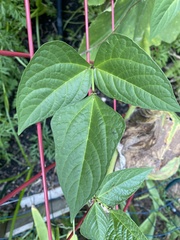 Phaseolus polystachios