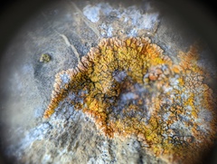 Leproplaca cirrochroa