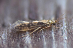 Agraylea multipunctata