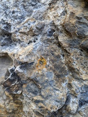 Leproplaca cirrochroa