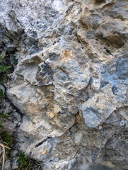 Leproplaca cirrochroa