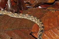 Nothopsis rugosus