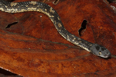 Nothopsis rugosus