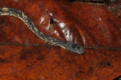 Nothopsis rugosus