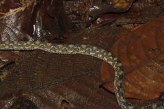 Nothopsis rugosus