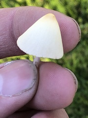 Conocybe apala