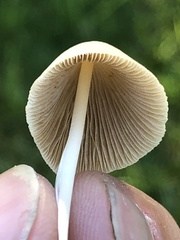 Conocybe apala