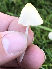 Conocybe apala
