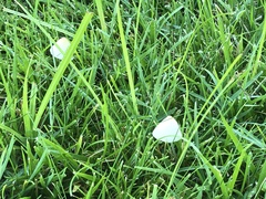 Conocybe apala