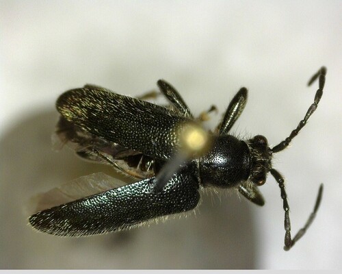 iNaturalist observation photo of Brachysomida californica