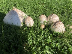 Chlorophyllum molybdites