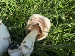 Chlorophyllum molybdites
