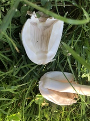 Chlorophyllum molybdites