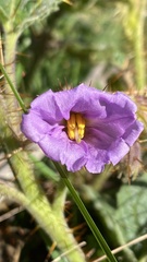 Solanum campanulatum