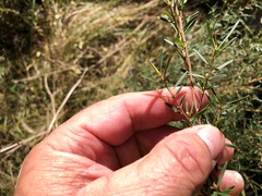 Leptospermum microcarpum
