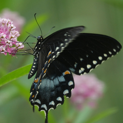 Papilio troilus