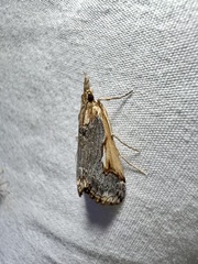 Loxostege albiceralis
