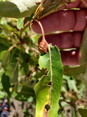 Pemphigus populicaulis