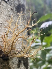 Sphaerophorus venerabilis