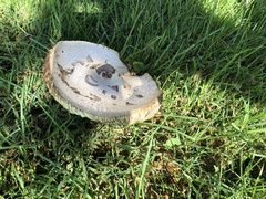 Chlorophyllum molybdites