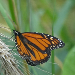 Danaus plexippus