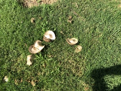Chlorophyllum molybdites