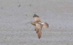 Numenius phaeopus