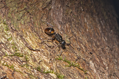 Polyrhachis maculata