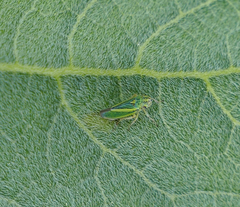 Graphocephala lugubris